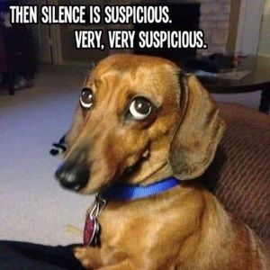 Meet your Posher, Daisy